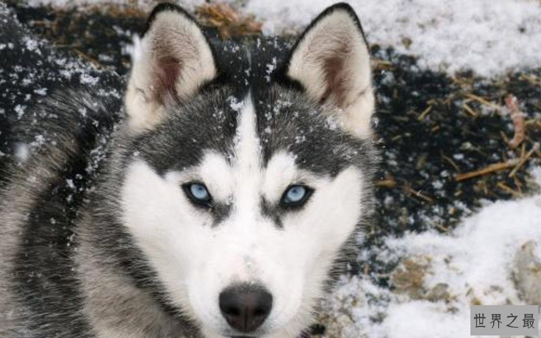 世界最漂亮的十大动物 白虎排第一，黑豹上榜
