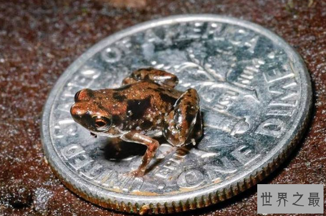 世界十大最小的动物 比指甲还小的青蛙，你见过吗