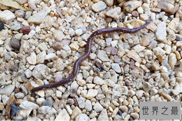 世界十大最小的动物 比指甲还小的青蛙，你见过吗