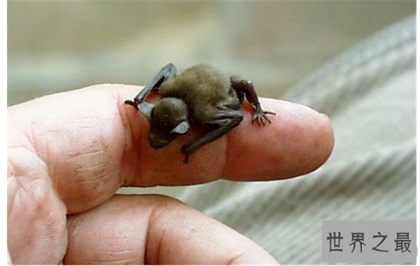 世界十大最小的动物 比指甲还小的青蛙，你见过吗