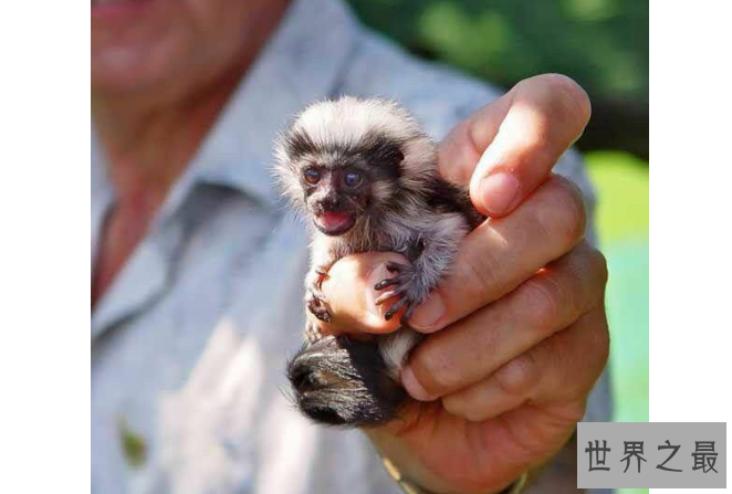 世界十大最小的动物 比指甲还小的青蛙，你见过吗