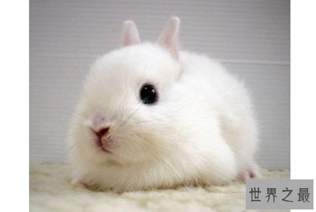 世界十大最小的动物 比指甲还小的青蛙，你见过吗