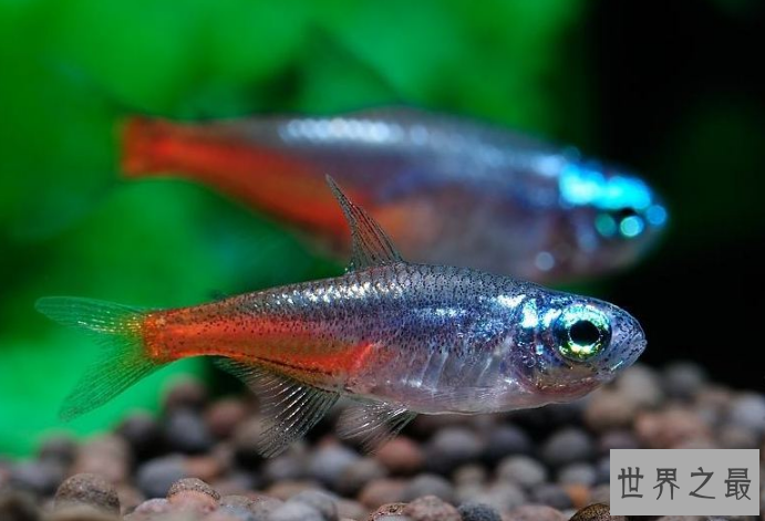 世界十大最小的动物 比指甲还小的青蛙，你见过吗