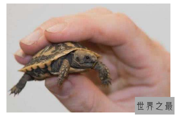 世界十大最小的动物 比指甲还小的青蛙，你见过吗