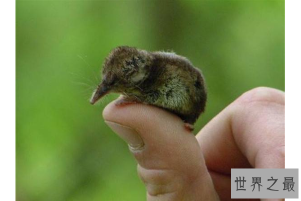 世界十大最小的动物 比指甲还小的青蛙，你见过吗