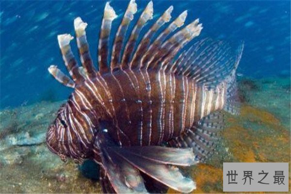 世界十大剧毒鱼 会隐藏的石鱼很难对付，第一被称为吸血鬼