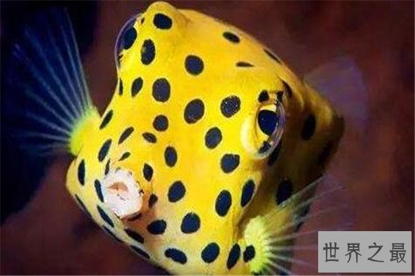 世界十大剧毒鱼 会隐藏的石鱼很难对付，第一被称为吸血鬼