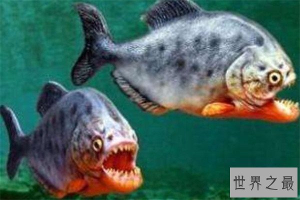 世界十大剧毒鱼 会隐藏的石鱼很难对付，第一被称为吸血鬼