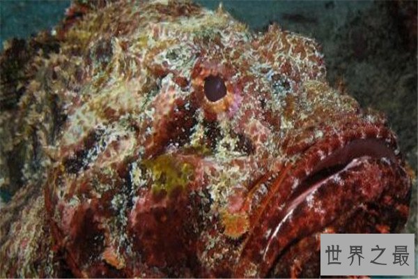 世界十大剧毒鱼 会隐藏的石鱼很难对付，第一被称为吸血鬼