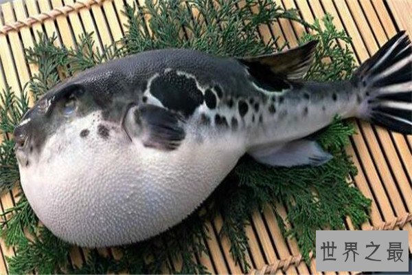 世界十大剧毒鱼 会隐藏的石鱼很难对付，第一被称为吸血鬼