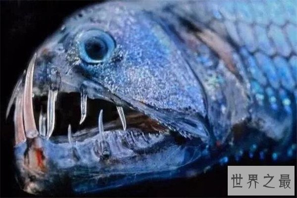 世界十大剧毒鱼 会隐藏的石鱼很难对付，第一被称为吸血鬼