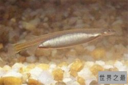 世界十大剧毒鱼 会隐藏的石鱼很难对付，第一被称为吸血鬼