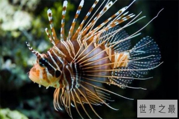 世界十大剧毒鱼 会隐藏的石鱼很难对付，第一被称为吸血鬼