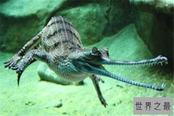 世界十大鳄鱼 恒河鳄喜欢攻击人类，你认识哪几个