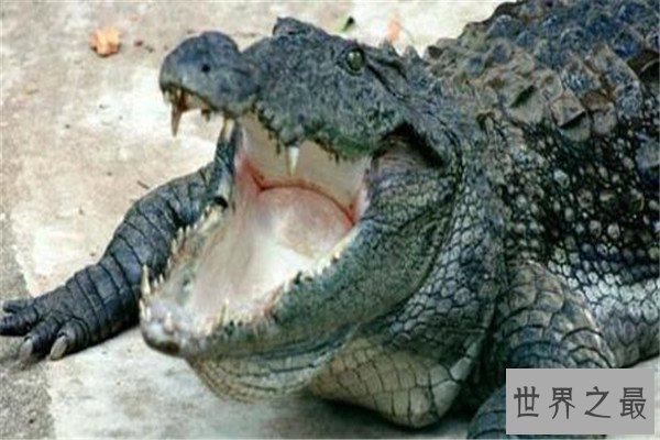 世界十大鳄鱼 恒河鳄喜欢攻击人类，你认识哪几个