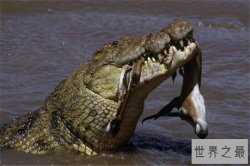 世界十大鳄鱼 恒河鳄喜欢攻击人类，你认识哪几个