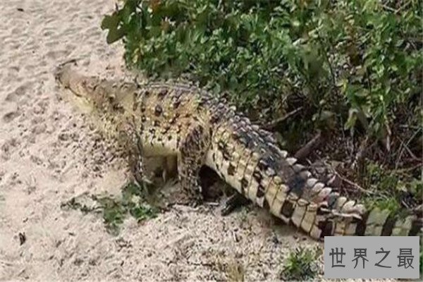 世界十大鳄鱼 恒河鳄喜欢攻击人类，你认识哪几个