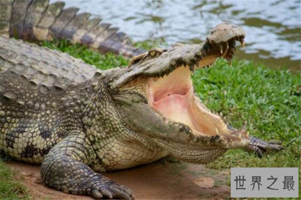 世界十大鳄鱼 恒河鳄喜欢攻击人类，你认识哪几个