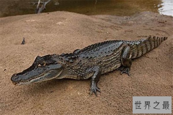 世界十大鳄鱼 恒河鳄喜欢攻击人类，你认识哪几个
