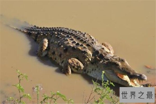 世界十大鳄鱼 恒河鳄喜欢攻击人类，你认识哪几个