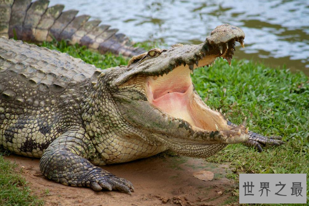 世界最重的十大动物 蓝鲸位列榜首，体重达180吨