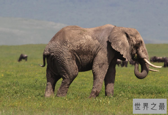 世界最重的十大动物 蓝鲸位列榜首，体重达180吨