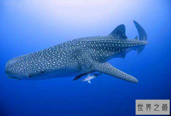 世界最重的十大动物 蓝鲸位列榜首，体重达180吨