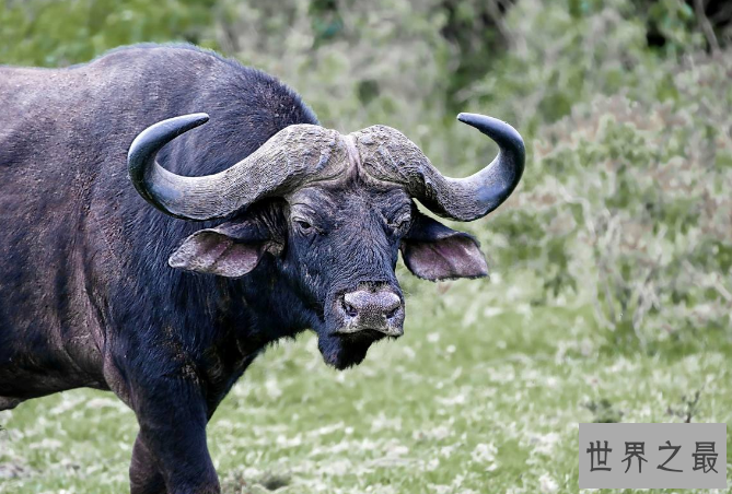 世界最重的十大动物 蓝鲸位列榜首，体重达180吨