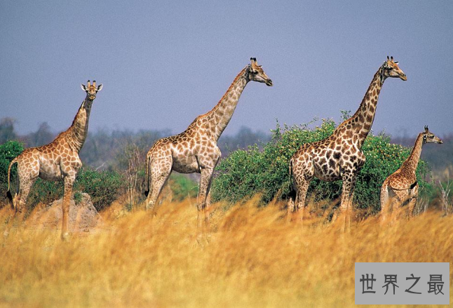 世界最重的十大动物 蓝鲸位列榜首，体重达180吨