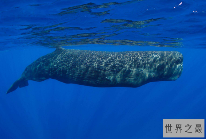 世界最重的十大动物 蓝鲸位列榜首，体重达180吨