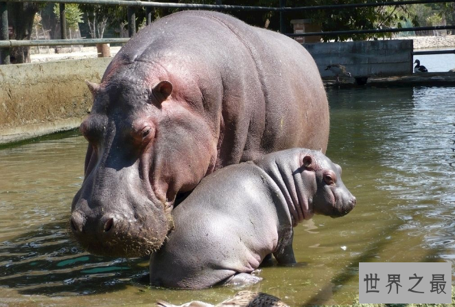 世界最重的十大动物 蓝鲸位列榜首，体重达180吨
