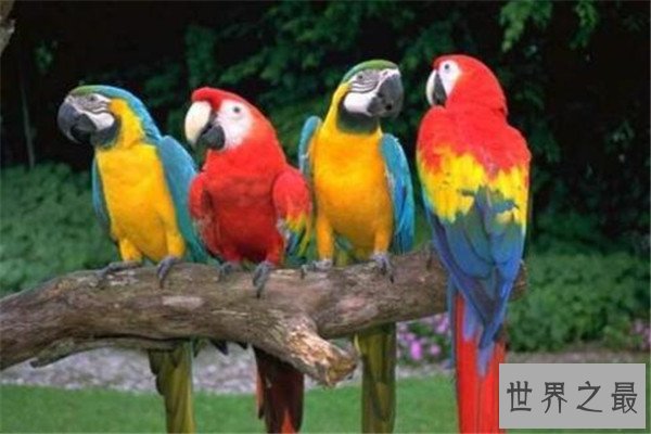 世界十大最贵的动物 雄蜣螂需89000美元,萨凡纳猫养起来也很贵