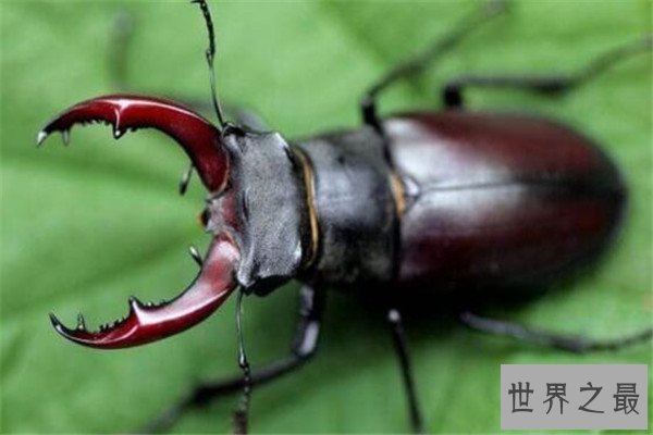 世界十大最贵的动物 雄蜣螂需89000美元,萨凡纳猫养起来也很贵