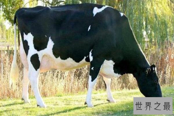 世界十大最贵的动物 雄蜣螂需89000美元,萨凡纳猫养起来也很贵