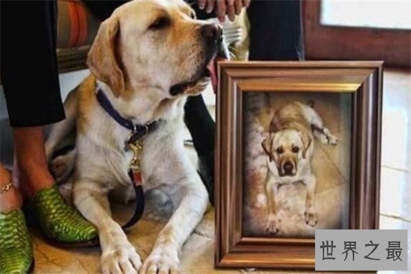 世界十大最贵的动物 雄蜣螂需89000美元,萨凡纳猫养起来也很贵