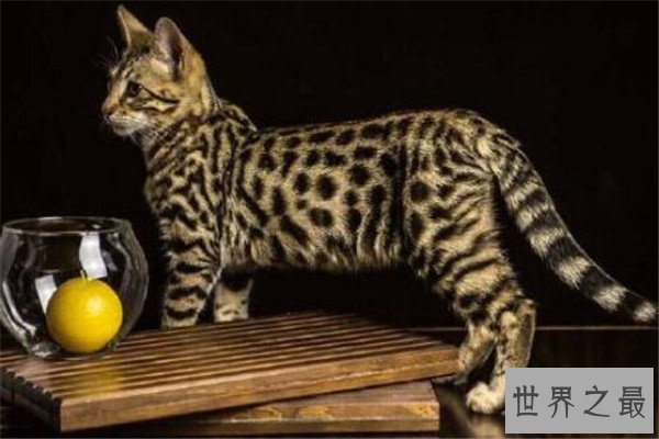 世界十大最贵的动物 雄蜣螂需89000美元,萨凡纳猫养起来也很贵