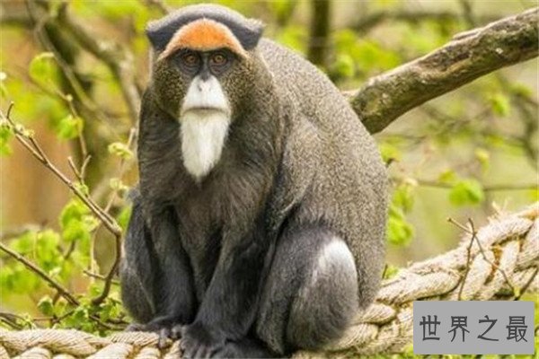 世界十大最贵的动物 雄蜣螂需89000美元,萨凡纳猫养起来也很贵