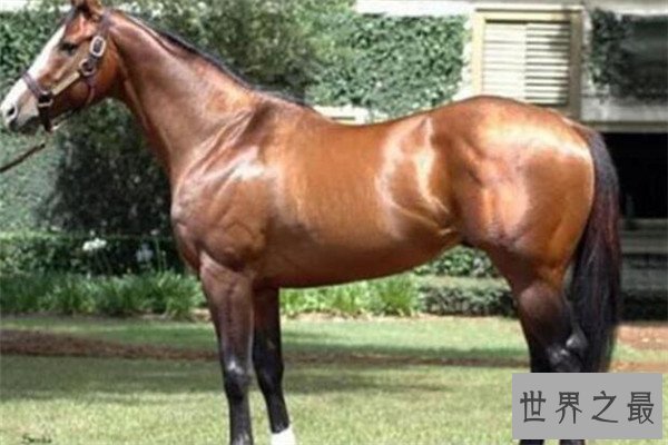 世界十大最贵的动物 雄蜣螂需89000美元,萨凡纳猫养起来也很贵