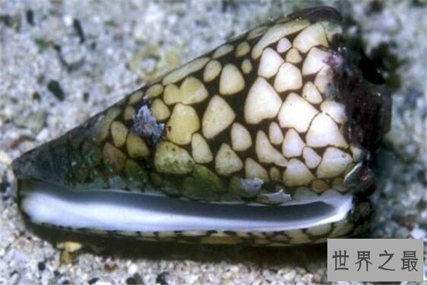 世界最毒十大生物 大理石芋螺上榜，石头鱼很善于隐藏