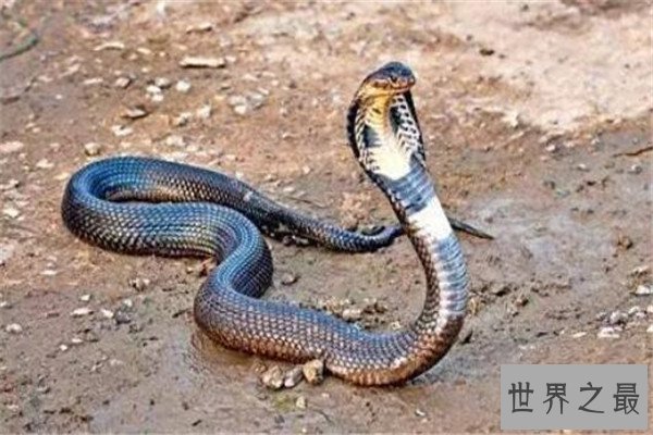 世界最毒十大生物 大理石芋螺上榜，石头鱼很善于隐藏