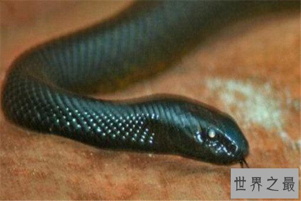 世界最毒十大生物 大理石芋螺上榜，石头鱼很善于隐藏