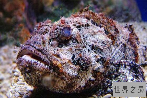 世界最毒十大生物 大理石芋螺上榜，石头鱼很善于隐藏