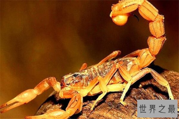 世界最毒十大生物 大理石芋螺上榜，石头鱼很善于隐藏