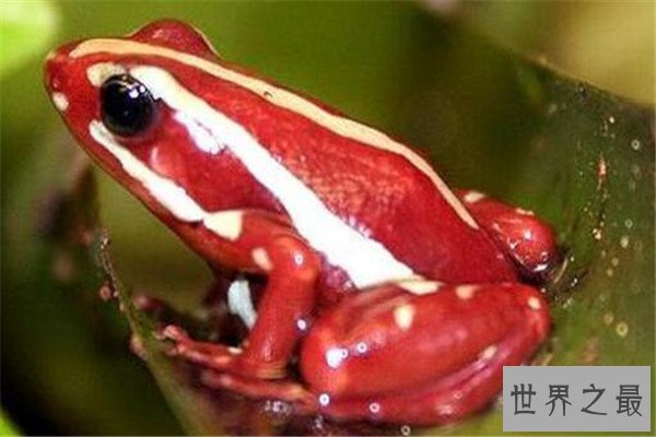 世界最毒十大生物 大理石芋螺上榜，石头鱼很善于隐藏