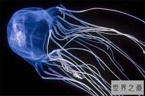 世界最毒十大生物 大理石芋螺上榜，石头鱼很善于隐藏