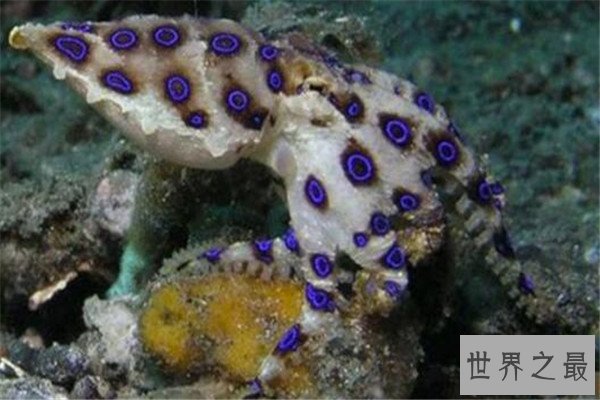 世界最毒十大生物 大理石芋螺上榜，石头鱼很善于隐藏