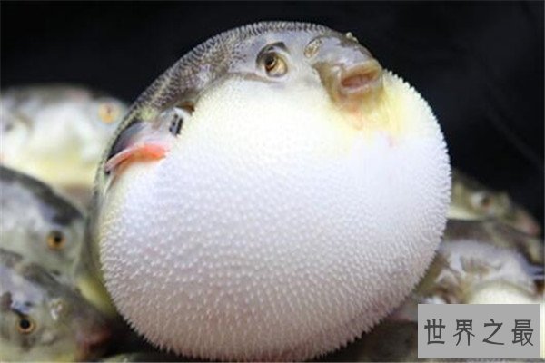 世界最毒十大生物 大理石芋螺上榜，石头鱼很善于隐藏
