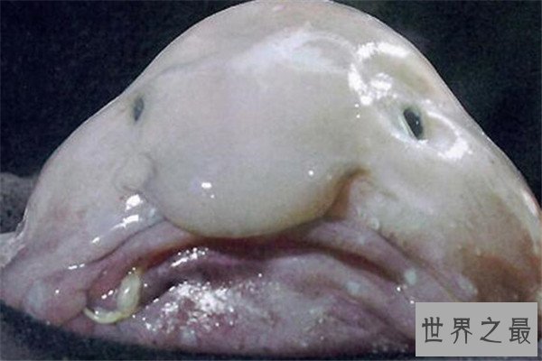世界十大最丑动物 精灵鲨想变异了似的，第四丑到有点恐怖