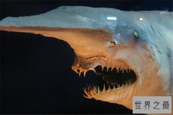 世界十大最丑动物 精灵鲨想变异了似的，第四丑到有点恐怖