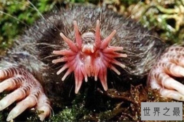 世界十大最丑动物 精灵鲨想变异了似的，第四丑到有点恐怖